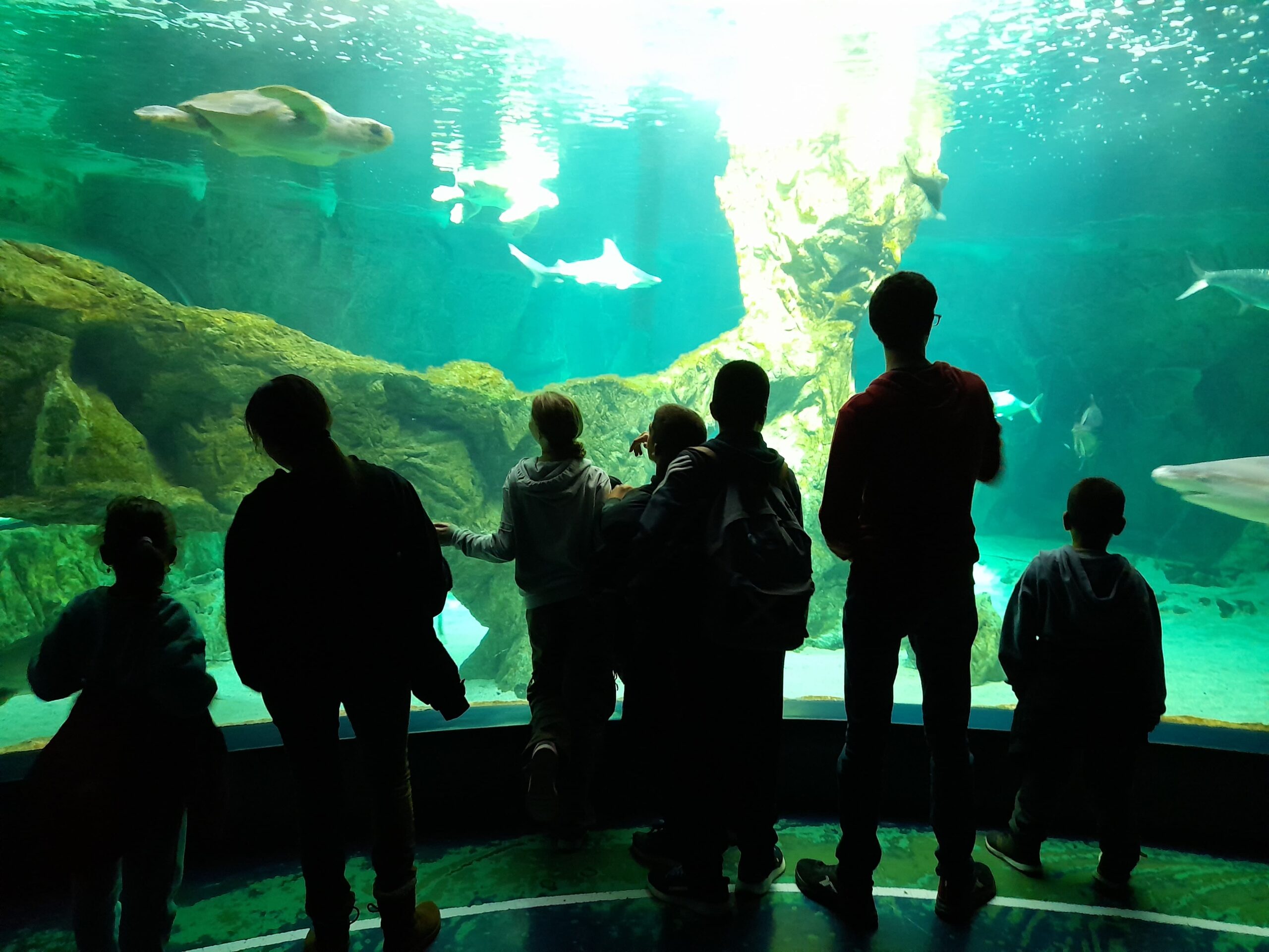 Los niños y niñas de los Hogares ANAR visitan el zoo y el parque de atracciones gracias a Walk Around